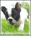 Quel est ce bouledogue ?