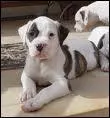 Encore un bouledogue :