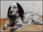Quel est ce chien de chasse ?