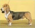 Quiz Races de chiens
