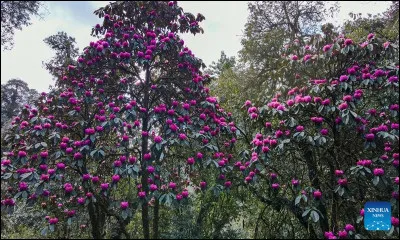 Quelle plante originaire du sud-est de l'Asie est un arbuste &agrave; feuilles persistantes dont le nom signifie "arbre &agrave; roses" en grec ?