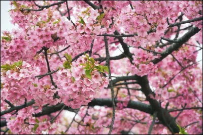 Comment appelle-t-on la c&eacute;l&egrave;bre p&eacute;riode de floraison des cerisiers au Japon ?