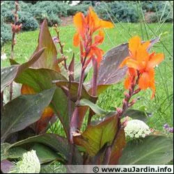 Comment se nomme cette fleur ?