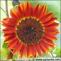 Quel est l'autre nom du Tournesol ?