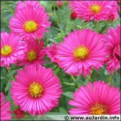 Comment se nomme cette fleur ?