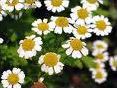 Quiz Fleurs