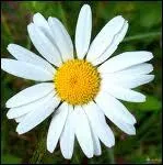 Quelle est cette fleur ?