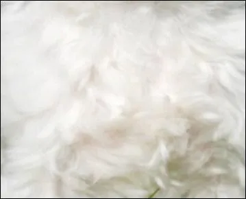 ''Le pelage du lopard autrefois si blanc... '' : 'Autrefois' est un complment circonstanciel de :