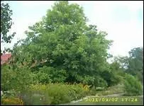 La noix de pcan, dont le Texas est un grand producteur, provient d'un arbre appel...