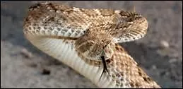Le crotale est un serpent qui est surnomm...