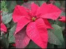 Cette plante est une Poinsettia, plus connue sous le nom de :