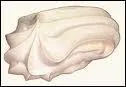 Quelle est la composition de la meringue ?