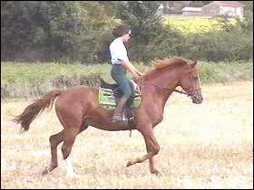 Ce cavalier trotte sur ...