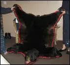 Si je vous tire mon chat...