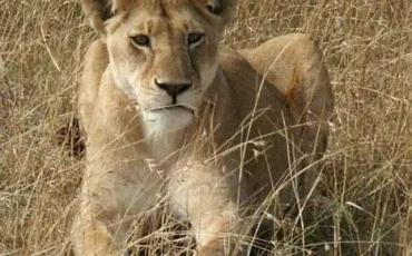 Quiz Lions