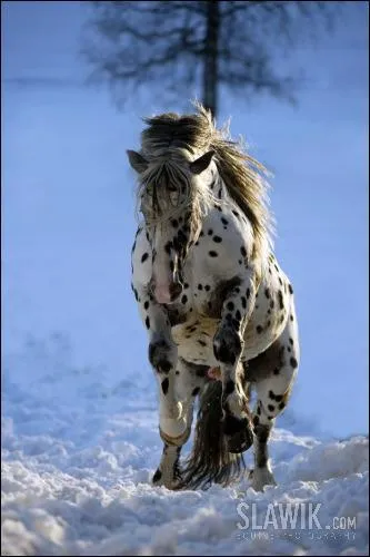 Quelle est cette race ?