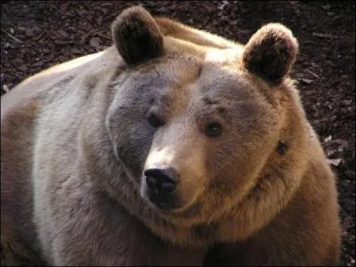 Quelle est en moyenne la dure de vie d'un ours ?