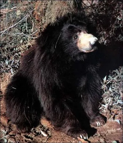 O vit l'ours Lippu ?