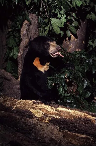 O vit l'ours malais ?