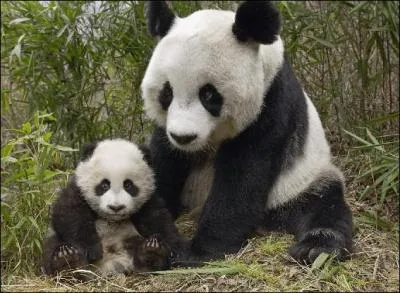 Quel est le nom de cet ours ?