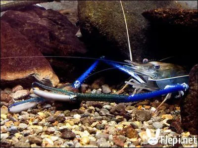 Quelle est cette espce d'animal insolite ?