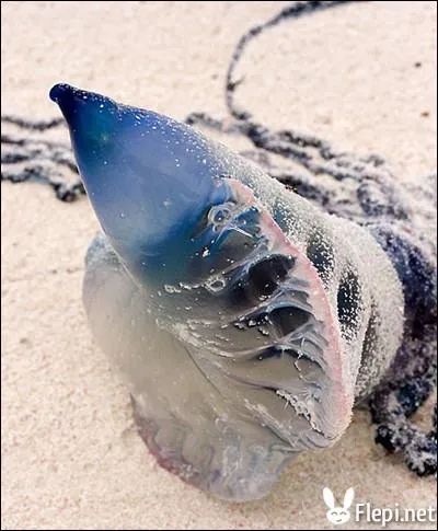 Quelle est cette espce d'animal insolite ?