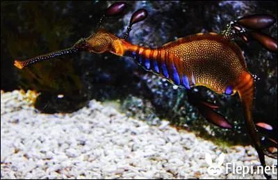 Quelle est cette espce d'animal insolite ?