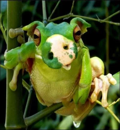 Quelle est cette espce d'animal insolite ?