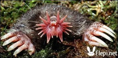 Quelle est cette espce d'animal insolite ?