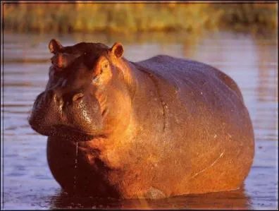 Quel est cet animal ?