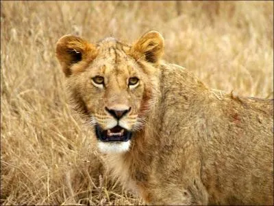 Quel est cet animal ?