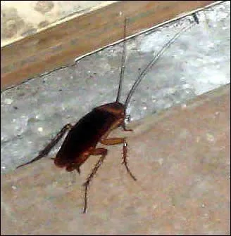 Quel est cet animal ?