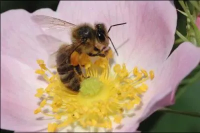 Quel est cet animal ?