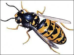 Quel est cet animal ?