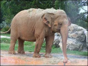 Quel est cet animal ?