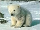 Quiz Animaux