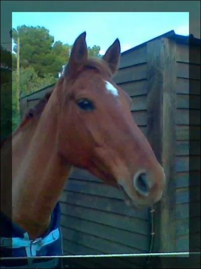 A quel ge un cheval est-il dbourr ?