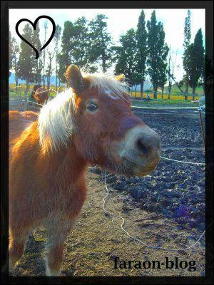 O se trouvent les naseaux d'un cheval ou d'un poney ?