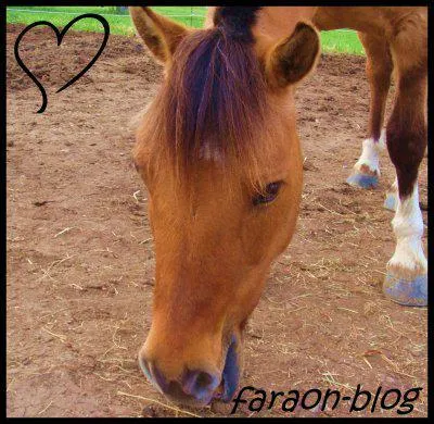 Que faut-il faire pour arrter un cheval ou un poney ?