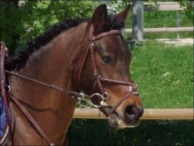 O se trouve le garrot ?