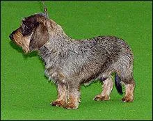 Reconnaissez-vous ce chien ?