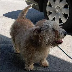 De quelle race est ce chien ?