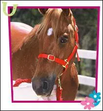 Quel est le cheval de Vronica ?