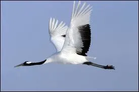 Quel est son animal favori ?