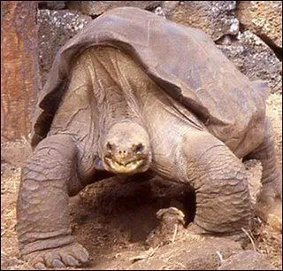 Quel est cet animal ?