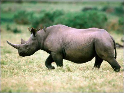 Quel est cet animal ?