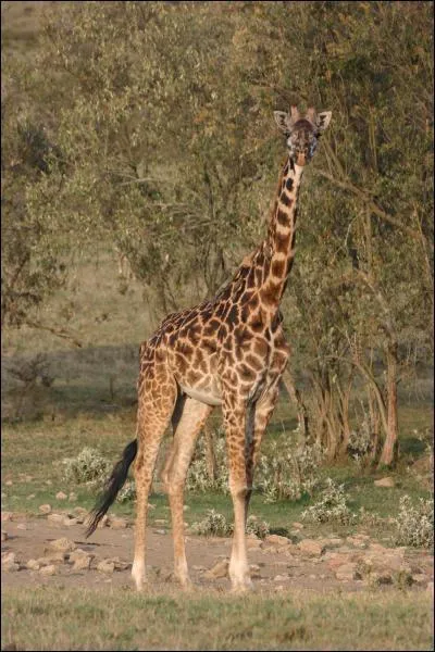 Quel est cet animal ?