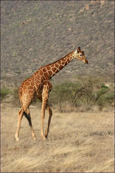 Quel est cet animal ?