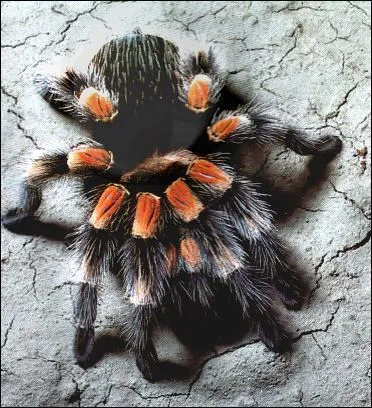 Quel est cet animal ?