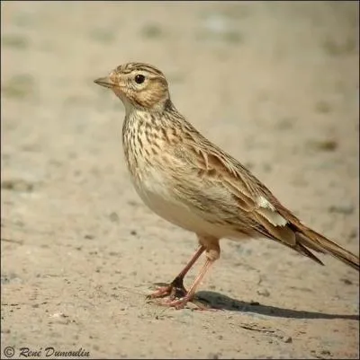 Quel est cet animal ?